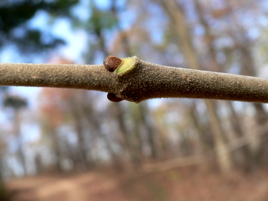 {Fraxinus biltmoreana}